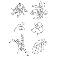 Providni pečati - livadsko cvijeće