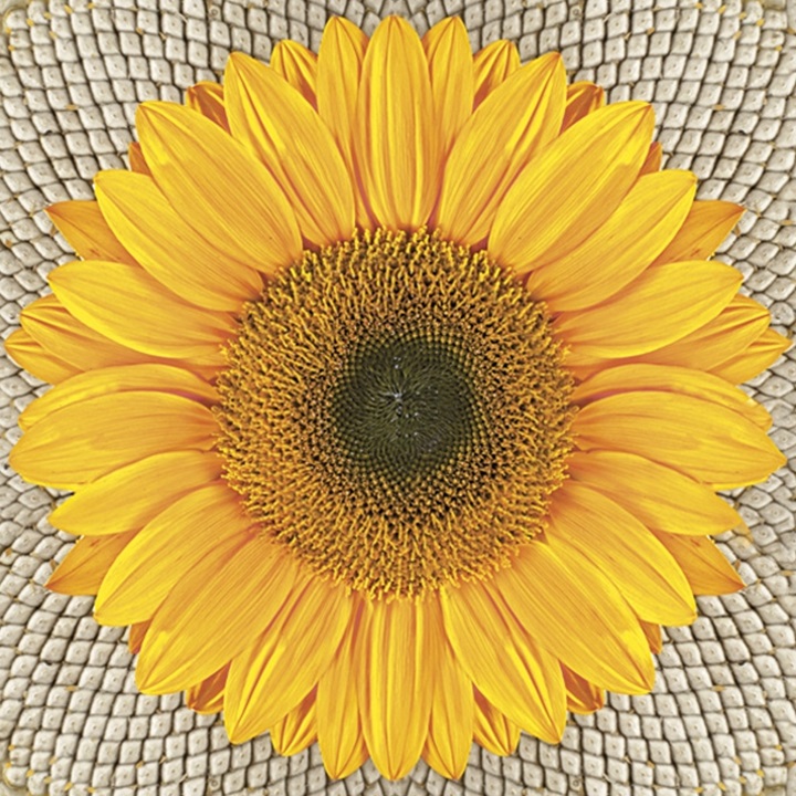 Salvete za dekupaž Sunflower on Seeds - 1 kom